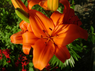 Картинка польша подкова лесная цветы лилии лилейники