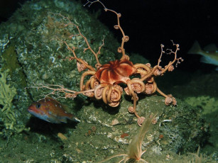 Картинка животные морская фауна