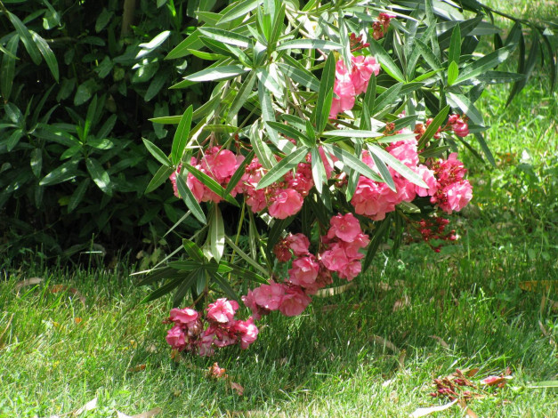 Обои картинки фото цветы, олеандры