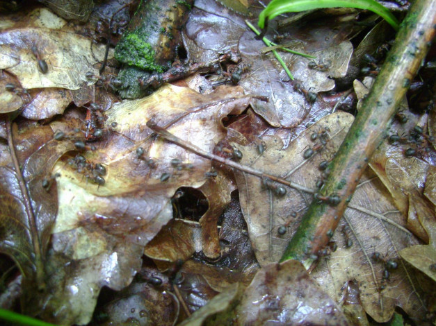 Обои картинки фото польша, подкова, лесная, животные, насекомые