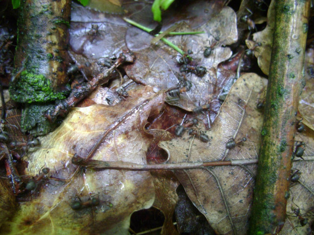 Обои картинки фото польша, подкова, лесная, животные, насекомые