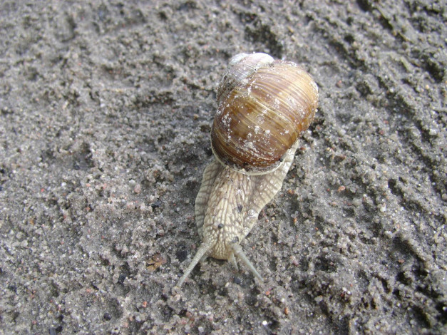 Обои картинки фото польша, подкова, лесная, животные, улитки