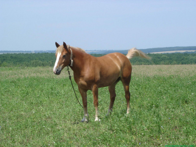 Обои картинки фото животные, лошади