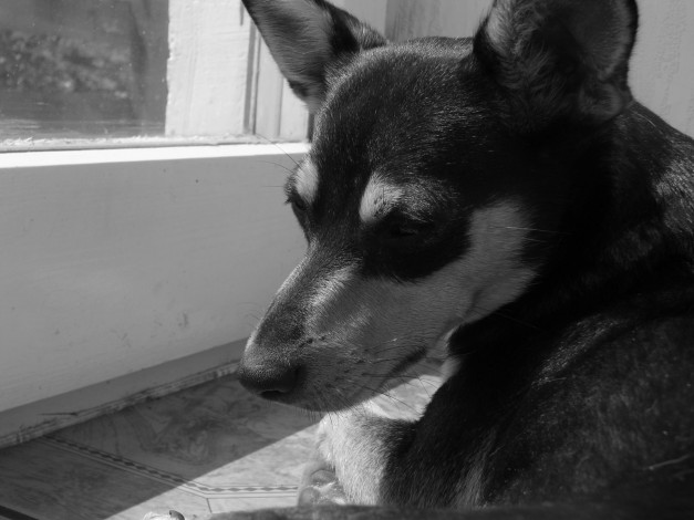 Обои картинки фото животные, собаки