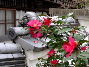 Картинка цветы камелии