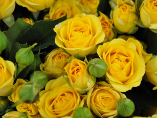 Картинка цветы розы