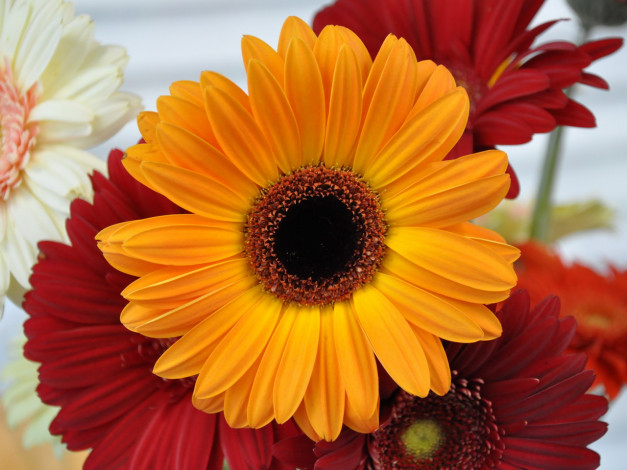 Обои картинки фото цветы, герберы