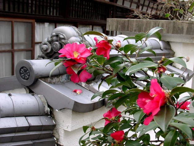 Обои картинки фото цветы, камелии