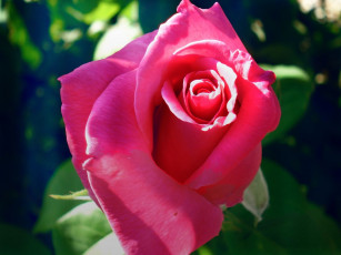 Картинка цветы розы