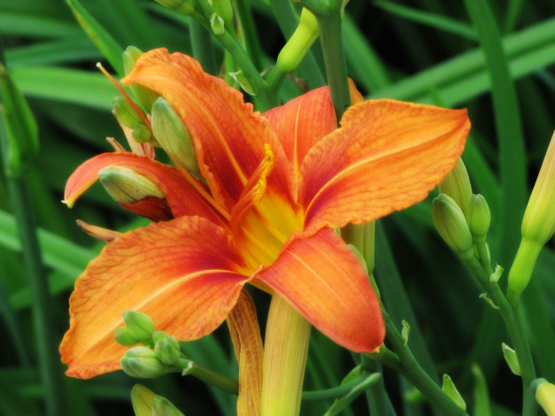 Обои картинки фото цветы, лилии, лилейники