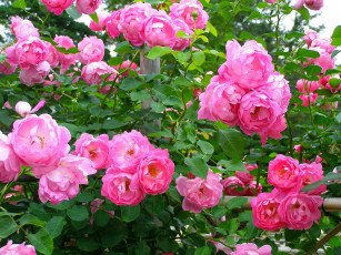 Картинка цветы розы