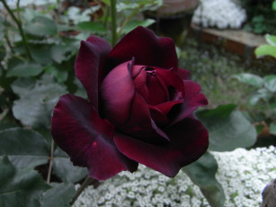 Картинка цветы розы роза