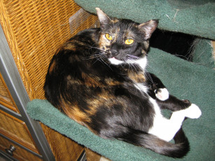 Картинка животные коты кошка