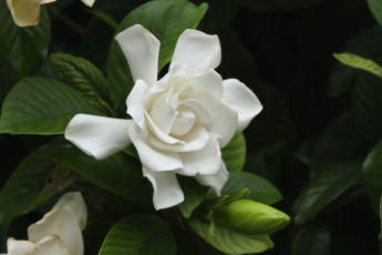 Картинка цветы гардения