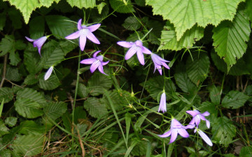 Картинка цветы колокольчики зеленый фиолетовый