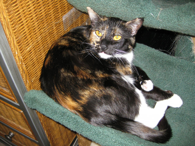 Обои картинки фото животные, коты, кошка