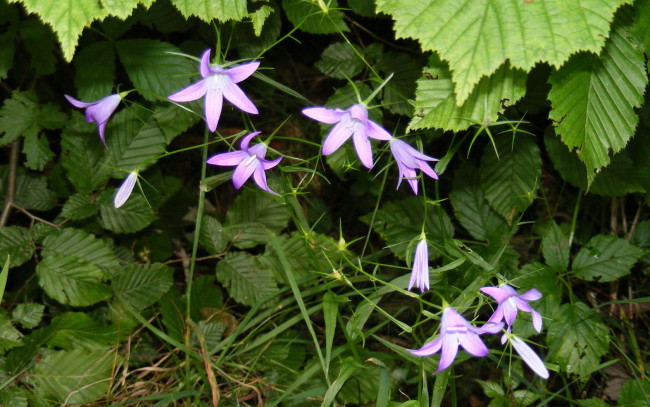 Обои картинки фото цветы, колокольчики, зеленый, фиолетовый