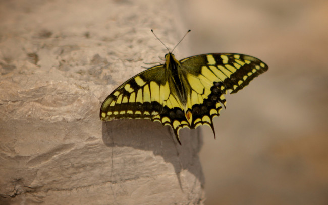 Обои картинки фото животные, бабочки, бабочка