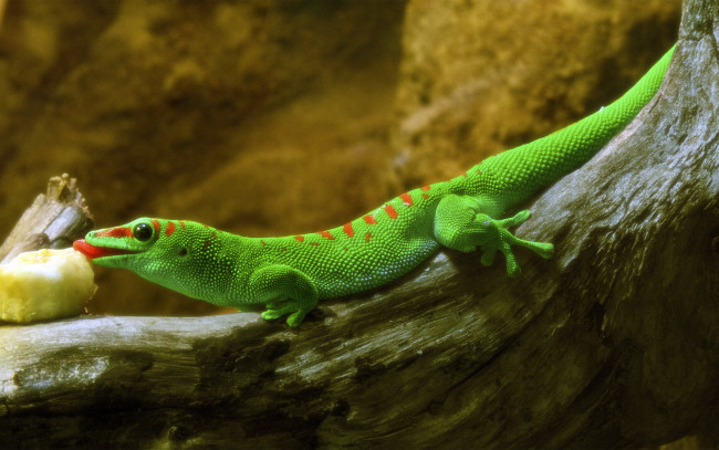 Обои картинки фото животные, Ящерицы, игуаны, вараны, ящерица, зелёная