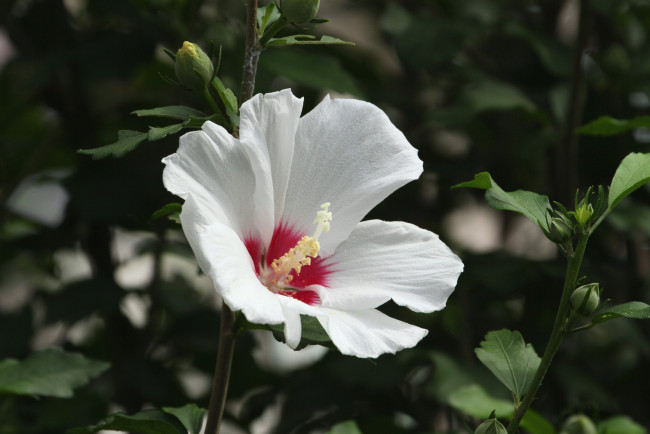 Обои картинки фото цветы, мальвы