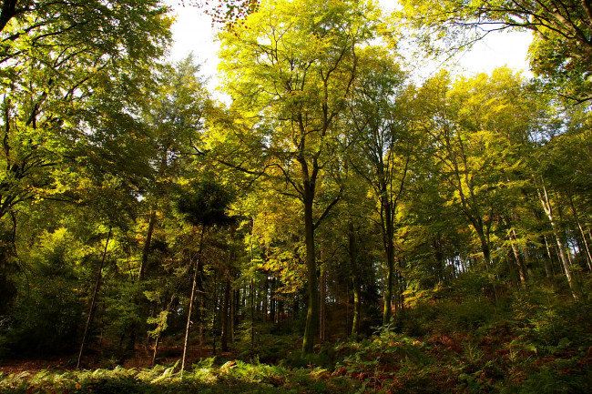 Обои картинки фото природа, лес, лето, деревья, папоротники