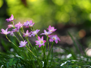 Картинка цветы зефирантесы розовый милый