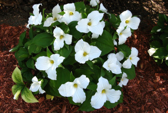 обоя цветы, триллиумы, трилистник