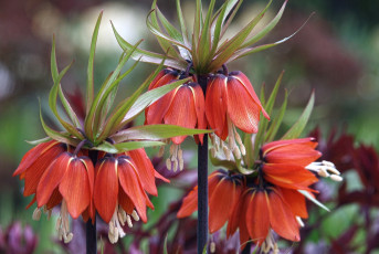 Картинка цветы рябчики императорский рябчик