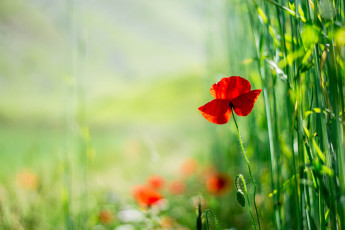Картинка цветы маки красный одинокий