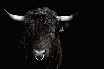 Картинка животные коровы буйволы бык рога