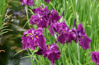 Картинка цветы ирисы лиловый