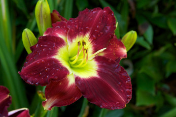 Картинка цветы лилии лилейники макро бордо капли