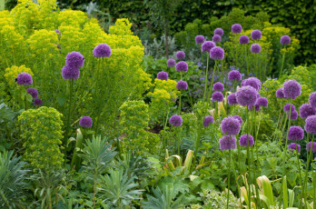 Картинка цветы аллиум декоративный лук шары