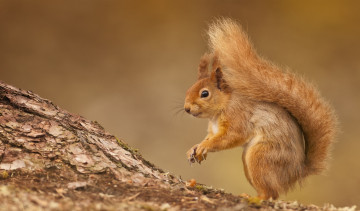 Картинка животные белки рыжая хвост