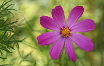 Картинка цветы космея лепестки макро космос