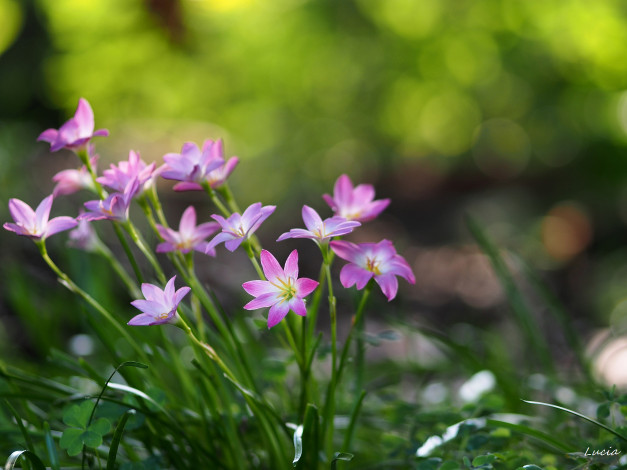 Обои картинки фото цветы, зефирантесы, розовый, милый