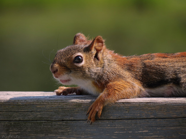 Обои картинки фото животные, белки, рыжая, солнечные, ванны