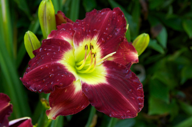 Обои картинки фото цветы, лилии, лилейники, макро, бордо, капли