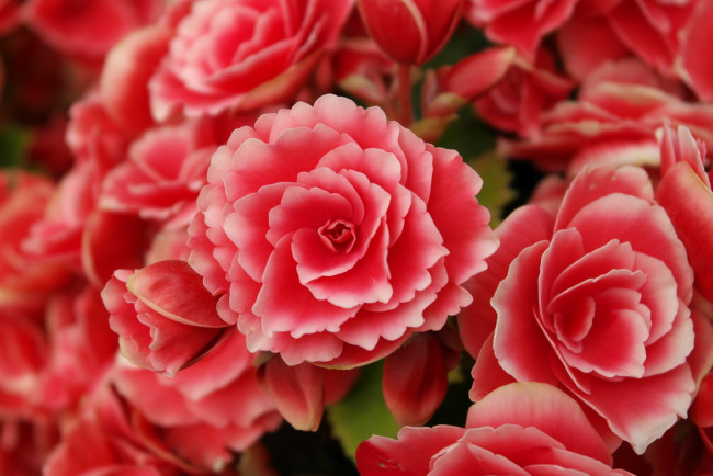 Обои картинки фото цветы, бегония, красный