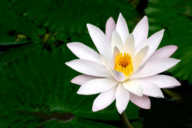 Обои картинки фото цветы, лилии, водяные, нимфеи, кувшинки, нимфея