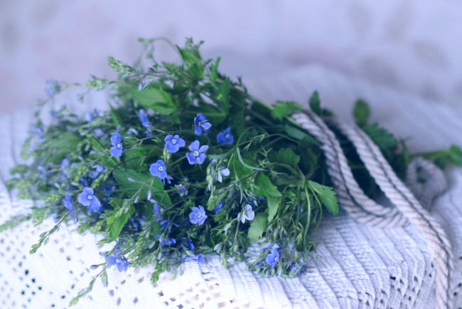Обои картинки фото цветы, немофилы, вероники, букетик