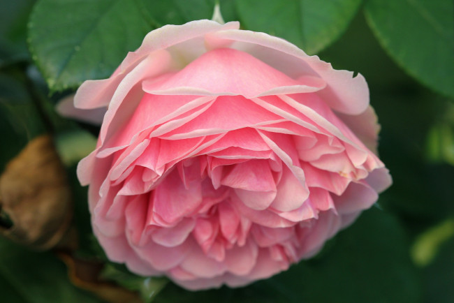 Обои картинки фото цветы, розы, бутон, макро