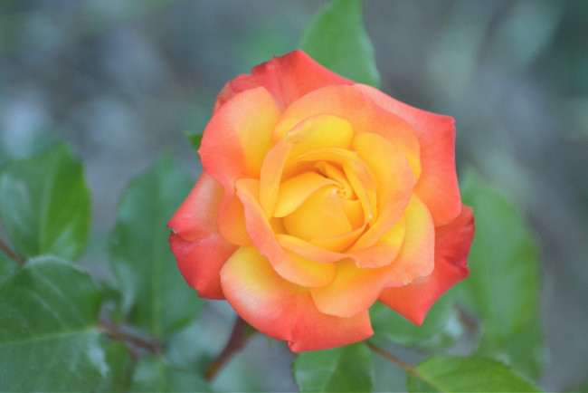 Обои картинки фото цветы, розы, макро, бутон