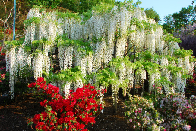 Обои картинки фото цветы, разные, вместе, глициния, азалия