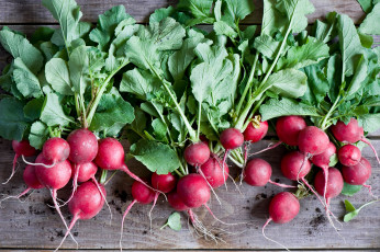 Картинка еда редис +репа +редька красный листья