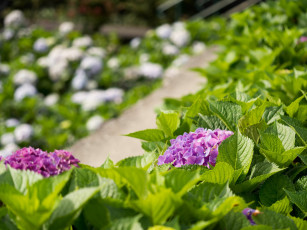 Картинка цветы гортензия куст цветение