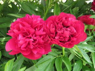 Картинка цветы пионы пион бутон лепестки листья цветение