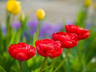 Картинка цветы тюльпаны лепестки много разноцветные цветение