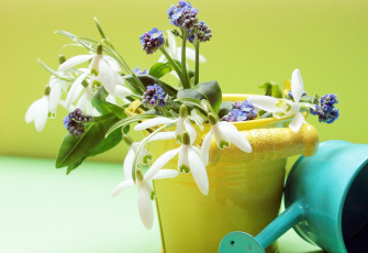 Картинка цветы разные+вместе подснежники весна ведро лейка