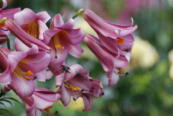 Картинка цветы лилии +лилейники природа лето лилия